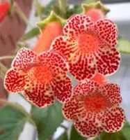 Лот: 6748016. Фото: 7. фиалки (детки) 7 шт. и колерия