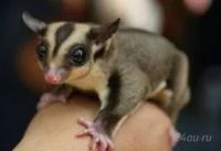 Лот: 1267474. Фото: 3. Поссум. Растения и животные