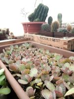 Лот: 14771008. Фото: 2. Каланхоэ humilis (куропатка) суккулент. Комнатные растения и уход