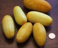 Лот: 15395855. Фото: 5. огурец желтый. Пуна Кера. (Индия...