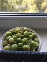 Лот: 5902266. Фото: 2. Крыжовник с дачи. Изумрудный и... Продукты