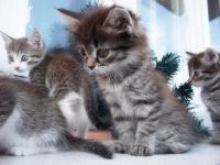 Лот: 5973261. Фото: 3. Сибирские котята. Растения и животные
