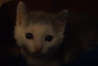 Лот: 3080781. Фото: 4. Котенок. Красноярск