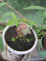 Лот: 5115053. Фото: 5. саженец розы комнатной