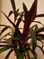 Лот: 11450706. Фото: 2. Цветущий комнатный цветок, высота... Комнатные растения и уход