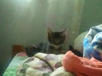 Лот: 6878825. Фото: 2. полосатое чудо. Животные и уход