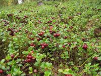 Лот: 7055880. Фото: 2. Ягода свежая, брусника "Ярцево... Продукты