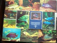 Лот: 19299987. Фото: 7. Открытка Пёстрый мир аквариума...