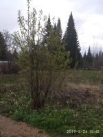 Лот: 9865771. Фото: 4. Дачный участок. Красноярск