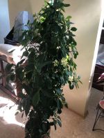 Лот: 12077483. Фото: 5. Каучуковый Фикус