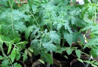 Лот: 9401539. Фото: 2. Взрослая Качественная Рассада... Семена, рассада, садовые растения