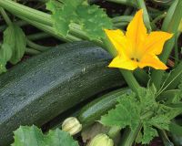Лот: 23377469. Фото: 2. Продам кабачки, экология чистая. Продукты