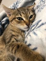 Лот: 23491836. Фото: 2. Котенок. Животные и уход