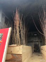 Лот: 13620169. Фото: 3. Саженцы плодово-ягодных культур. Литература, книги