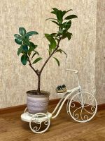 Лот: 25373755. Фото: 3. Фикус 75 см. Растения и животные