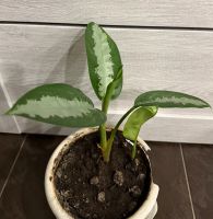 Лот: 25384298. Фото: 2. Аглаонема. Цветок удачи. N2. Комнатные растения и уход