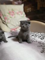 Лот: 3395533. Фото: 6. Британские котята