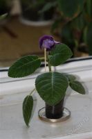Лот: 2894603. Фото: 2. Глоксиния 38 (цветущее растение... Комнатные растения и уход