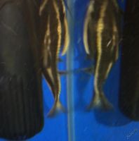 Лот: 5584386. Фото: 2. Сомик. Аквариумистика