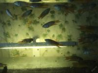 Лот: 3973831. Фото: 4. голубой макропод. Красноярск