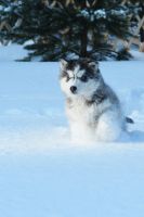 Лот: 8723639. Фото: 3. Щенок Хаски с родословной 1. Растения и животные