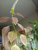 Лот: 20846131. Фото: 5. Колеус большой цветет растение...