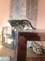 Лот: 7932930. Фото: 5. Котенка бенгала девочка