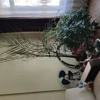 Лот: 14725317. Фото: 2. Пальма высокая. Комнатные растения и уход