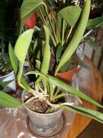 Лот: 10025690. Фото: 2. Орхидея.Brassavola.Rhynchovola. Комнатные растения и уход