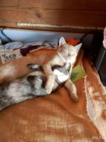 Лот: 10737295. Фото: 2. Отдам котят в хорошие руки. Животные и уход
