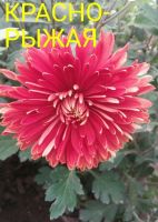 Лот: 7543171. Фото: 2. Красно Рыжая. Семена, рассада, садовые растения