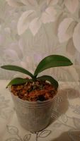 Лот: 16416804. Фото: 3. Продам орхидею Phal. Plastic Doll... Растения и животные