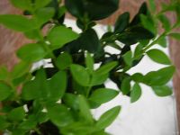 Лот: 9003765. Фото: 6. Самшит (буксус) Комнатное подрошенное...