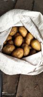 Лот: 18113474. Фото: 2. Картофель сорта "Королева Анна... Продукты