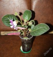 Лот: 2786054. Фото: 2. Глоксиния 1 (цветущая). Комнатные растения и уход