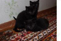 Лот: 1415309. Фото: 2. котятки. Животные и уход