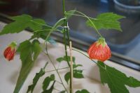 Лот: 4447828. Фото: 2. Абутилон Селло 8. Комнатные растения и уход