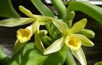 Лот: 4983798. Фото: 3. Орхидея Ваниль... черенок 7-10см. Растения и животные