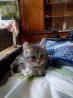 Лот: 15213019. Фото: 2. котенок курильского бобтейла. Животные и уход