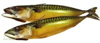 Лот: 8290938. Фото: 2. Скумбрия х/к домашняя на ольховой... Продукты