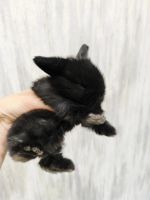 Лот: 25414814. Фото: 4. Минилоп чистокровный вислоухий... Красноярск