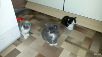 Лот: 8473750. Фото: 3. Еще котик. Растения и животные