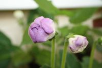 Лот: 4366687. Фото: 5. Глоксиния фиолетовая махровая...