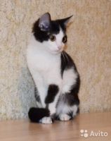 Лот: 7465402. Фото: 2. Галчонок смешной котенок ищет... Животные и уход