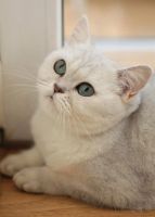 Лот: 3884985. Фото: 6. Британская Кошка окрас - Шиншилла
