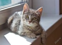 Лот: 2896231. Фото: 3. Красивый котенок!. Растения и животные
