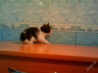 Лот: 1660810. Фото: 2. Котенок , возможно, бобтейл. даром... Животные и уход