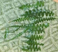 Лот: 18160405. Фото: 5. Эпифиллум угловатый (Epiphyllum...