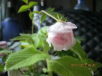 Лот: 5759839. Фото: 7. роза комнатная саженец№5