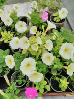 Лот: 13939586. Фото: 6. Рассада цветущей махровой, ампельной...